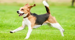 Animals' ability to find a way home continues to amaze. 