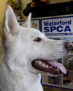 Mika the white Alsatian, pictured at WSPCA's offices on Tuesday last. | Photos: Mick Wall 