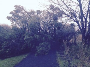 Fallen trees have been removed from the area.