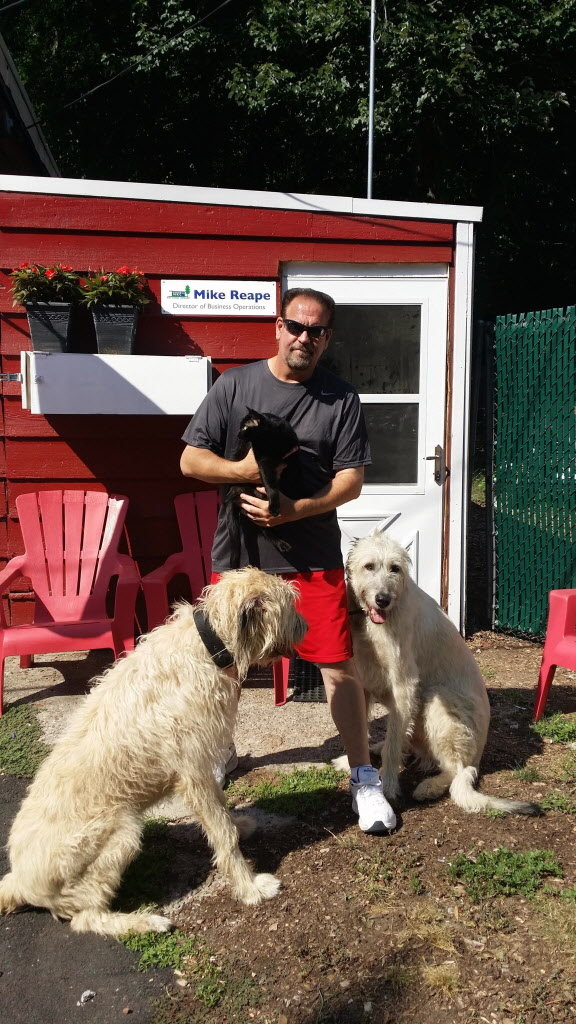 Mike with his Irish wolfhounds ‘Kobe’ and ‘Brian May’ and cat ‘The Madam’