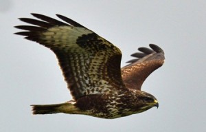 An Irish buzzard in flight.