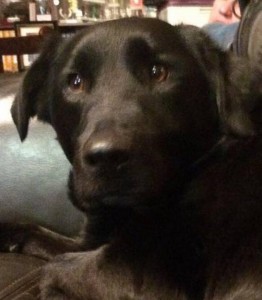 Gertie was Mairead's beloved walking companion. 