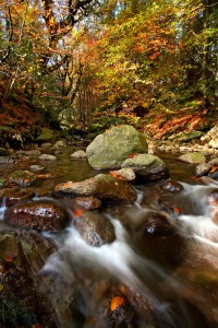 The Mahon Falls flowing through Crough Woods in the Comeragh Mountains.  							| Photo: Noel Browne 