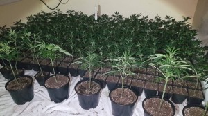 Photos of the cannabis seized by Gardaí in Tramore on Thursday last. 