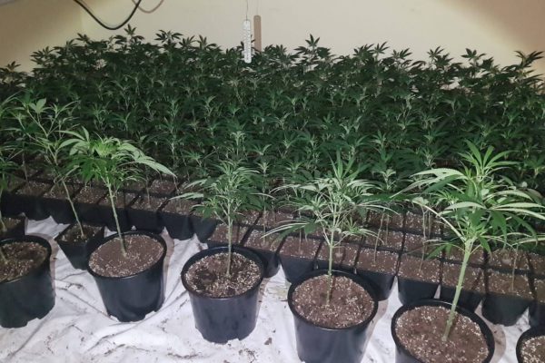 Drugs worth €1.3m seized at Airport  Business Park