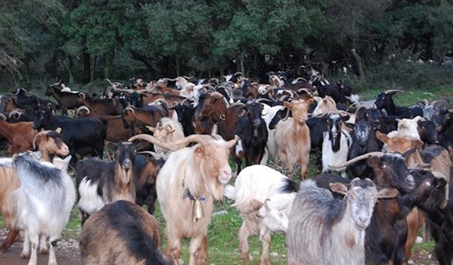 Island is being devoured by goats