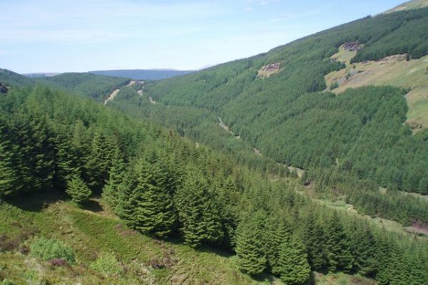 Have Your Say on the Future of Forestry