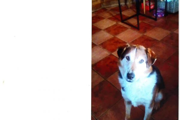 Missing Dog&nbsp;