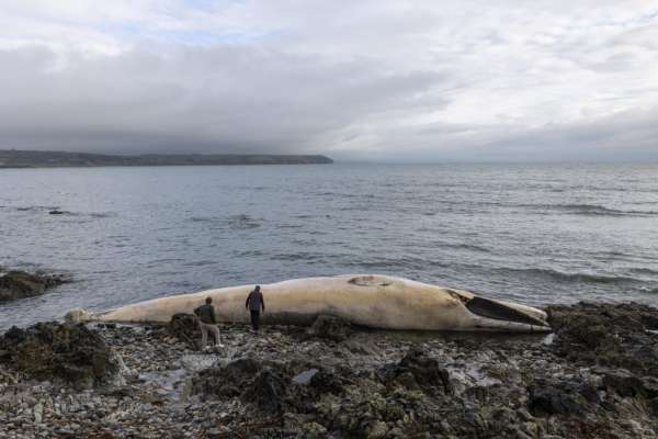 Whale likely dead for up to two weeks before being washed ashore