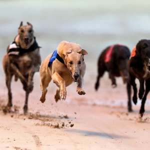Go Greyhound Racing for your Hen or Stag Night!