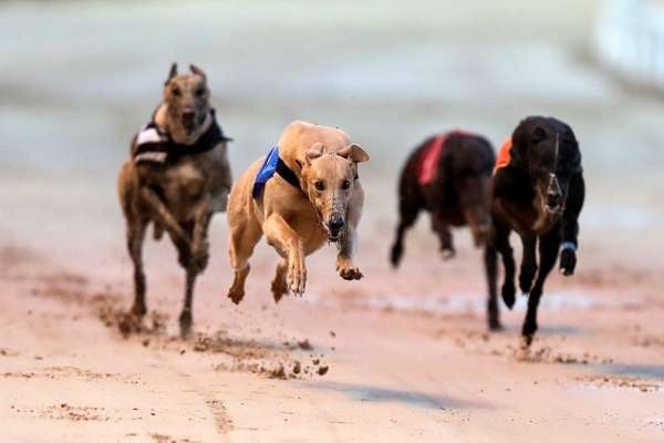 Go Greyhound Racing for your Hen or Stag Night!