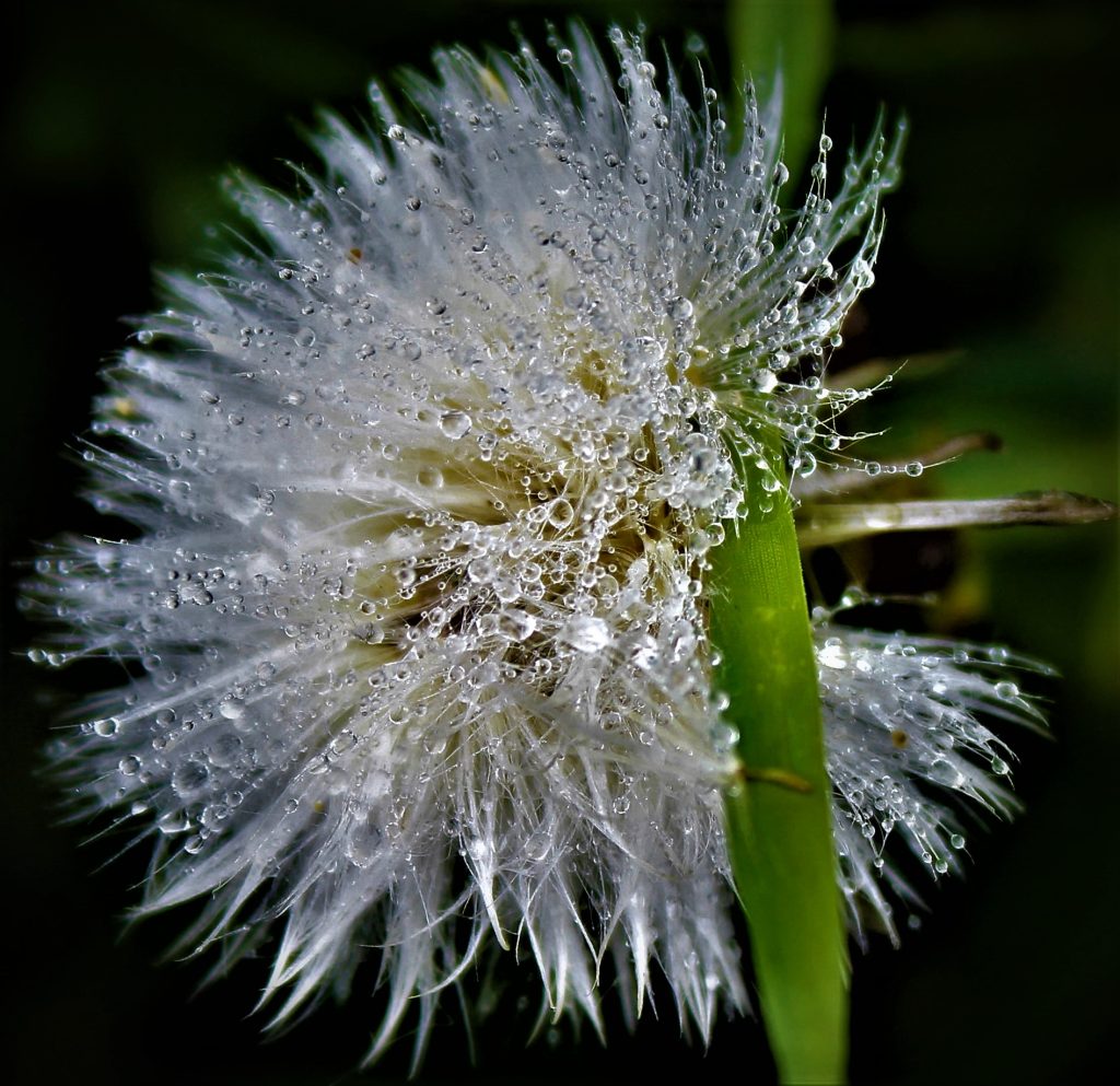Image by Emma Jane O’Connell from the New Shoots photo exhibition at the Index Gallery, Central Library for the duration of the Well Festival. The exhibition showcases images created by budding photographers who took part in the New Shoots programme between 2021 and 2024. Exploring themes relating to wellbeing, personal growth and positive change, these stunning pieces are sure to lift the spirit on a cold February day.